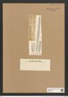 Ardissonia formosa (Hantzsch) Grun. (de-Toni-Nr.: Genus 68, Species 2681) Zeichnungen Sammlung Grunow Nr. 5490 (NHMW-BOT-W0373921)